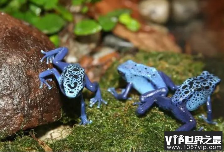 箭毒蛙是自然界中最毒的生物之一，它究竟有没有天敌？