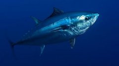 世界十大名贵海鱼排名，蓝鳍金枪鱼排第一