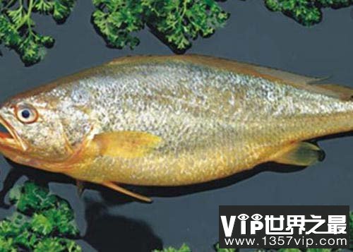 世界十大名贵海鱼排名，蓝鳍金枪鱼排第一