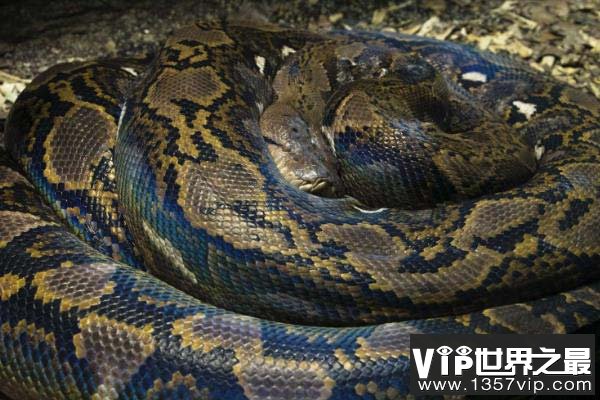 世界上体型最大的蛇类，网纹蟒最长达14.85米
