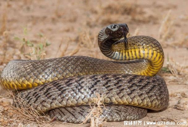 世界十大陆地最毒的蛇 黑曼巴比较致命(长2.5米)