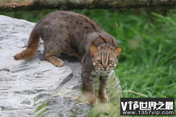 世界上体型最小的猫科动物——锈斑豹猫