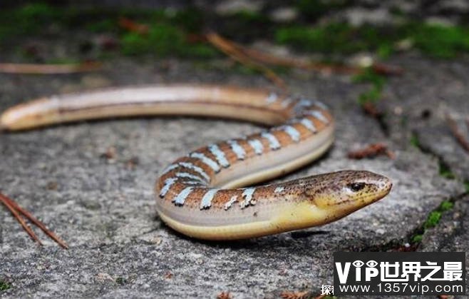 世界上最奇特的动物 玻璃蛇断掉数节也能活 身体脆弱