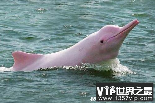 世界上最漂亮的海豚 粉红瓶鼻海豚浑身粉红色 长达三米