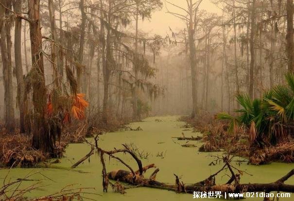 世界上最恐怖的地方 曼查克沼泽被称幽灵沼泽(位于美国)