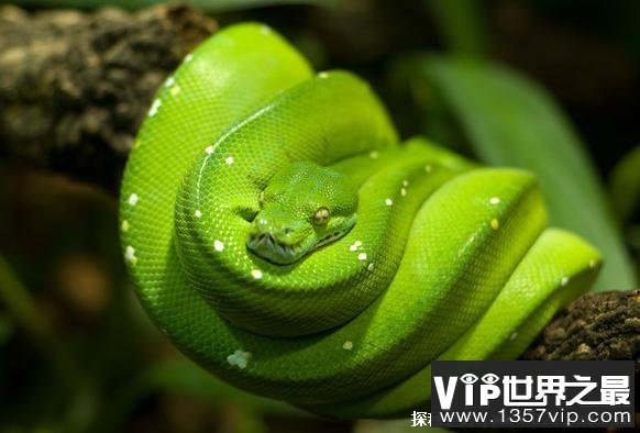 世界上价值最高的蛇 蓝血绿树蟒颜值在线