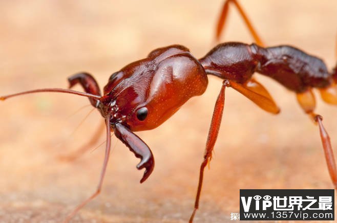 世界上攻击速度最快的生物 大齿猛蚁比较神奇