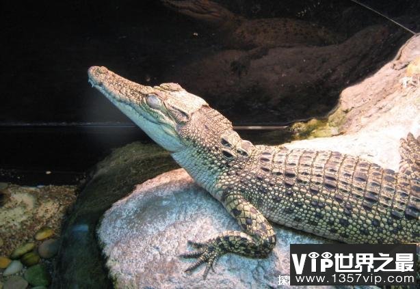 世界上最重的爬行动物 湾鳄有强烈的领地意识