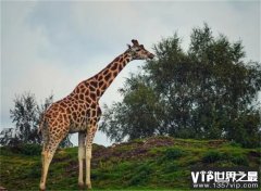 世界上最高的动物 脖子很长的长颈鹿
