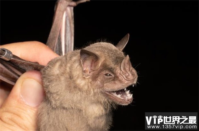 世界最小的哺乳动物 弱小的猪鼻蝙蝠