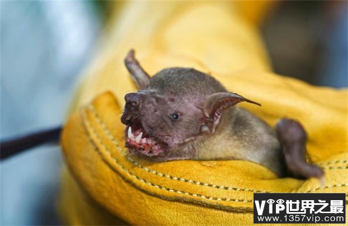 世界最小的哺乳动物 弱小的猪鼻蝙蝠