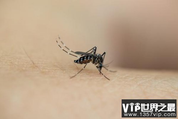 世界上最小的蚊子，黑蚊体长仅有1毫米