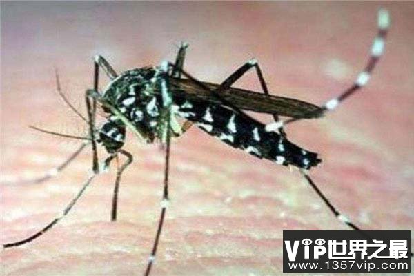 世界上最小的蚊子，黑蚊体长仅有1毫米