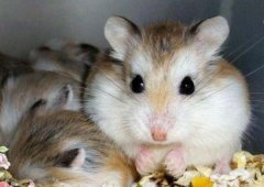 世界上最小的仓鼠：罗伯罗夫斯基仓鼠
