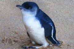 唯一拥有蓝色羽毛的小型企鹅：小蓝企鹅