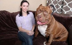 世界上最大的斗牛犬，浩克体重超过160斤