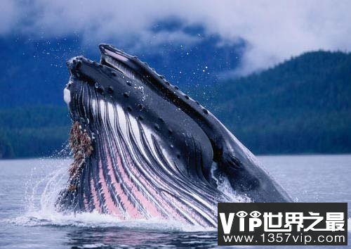 世界上最大的吃货，蓝鲸一天可吃5吨食物