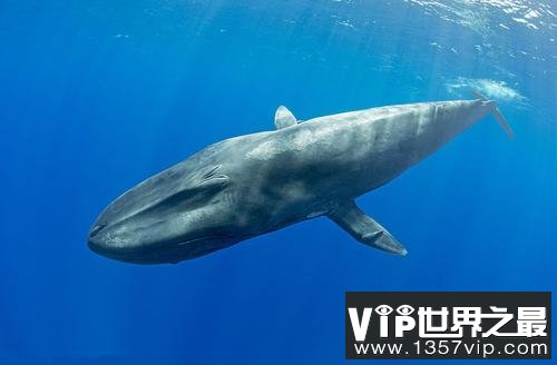 世界上最大的吃货，蓝鲸一天可吃5吨食物