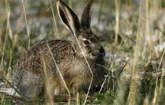 中国体型最小的野兔，海南兔体长不到40厘米