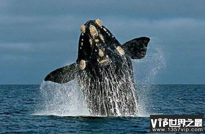 露脊鲸体型远比蓝鲸要小，为何却长着世界上最大的睾丸？