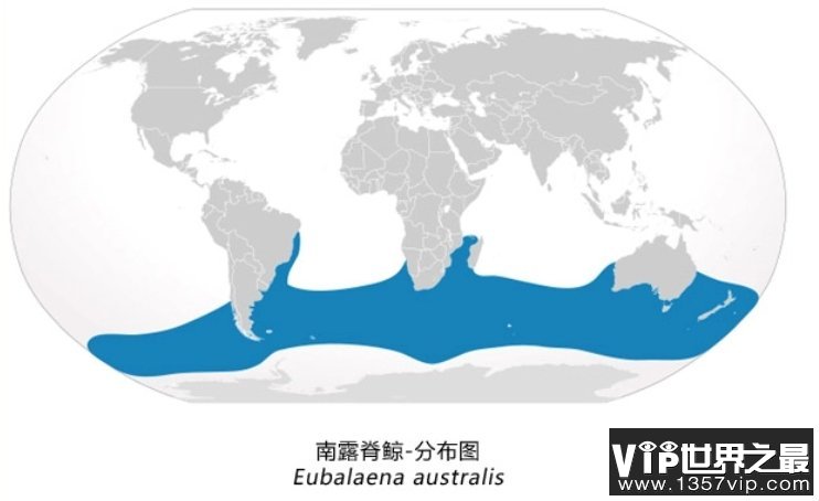 露脊鲸体型远比蓝鲸要小，为何却长着世界上最大的睾丸？