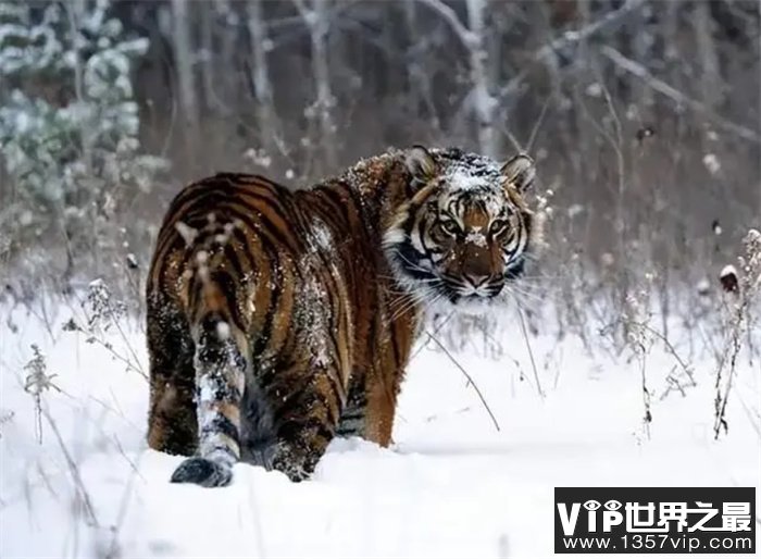 作为食物链最顶端的动物 西伯利亚虎为何在西伯利亚却偏安一隅