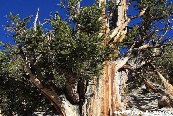 世界十大最古老的树 欧洲云杉已存活9500多年(是无性繁殖)