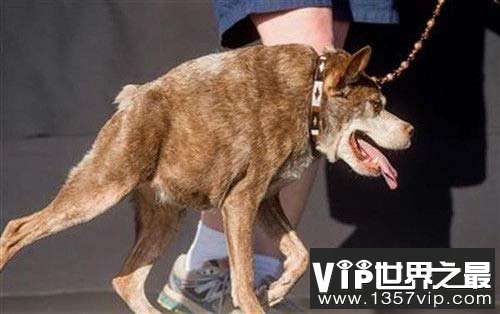 世界上最丑的犬种，卡西莫多犬没有脖子