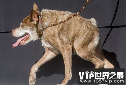 世界上最丑的犬种，卡西莫多犬没有脖子