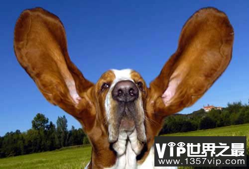世界上耳朵最长的狗，两朵长度皆超过34厘米