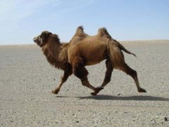 世界体型最大骆驼，体高可达2米多