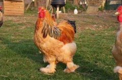 世界上最重的鸡，婆罗门鸡高可达1.2米