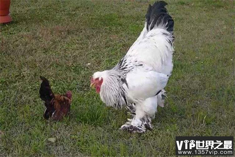 世界上最重的鸡，婆罗门鸡高可达1.2米