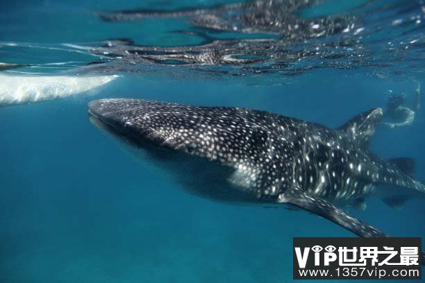 世界上最重的鲨鱼，鲸鲨体长可达20米以上