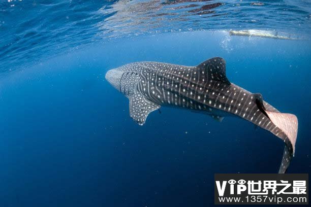 世界上最重的鲨鱼，鲸鲨体长可达20米以上