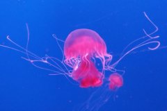 世界上十大剧毒水母 箱形水母居第四