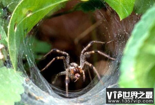 世界上毒性最强的蜘蛛，见到千万要躲开！