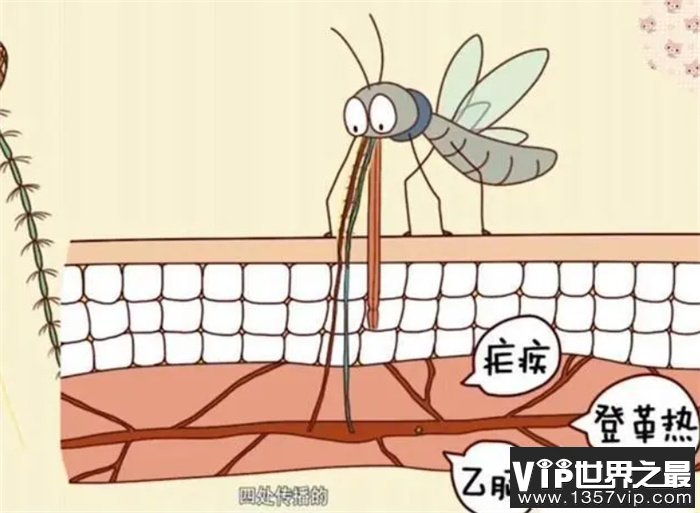 今年夏天的蚊子为何比往年少 这是件好事吗 为什么