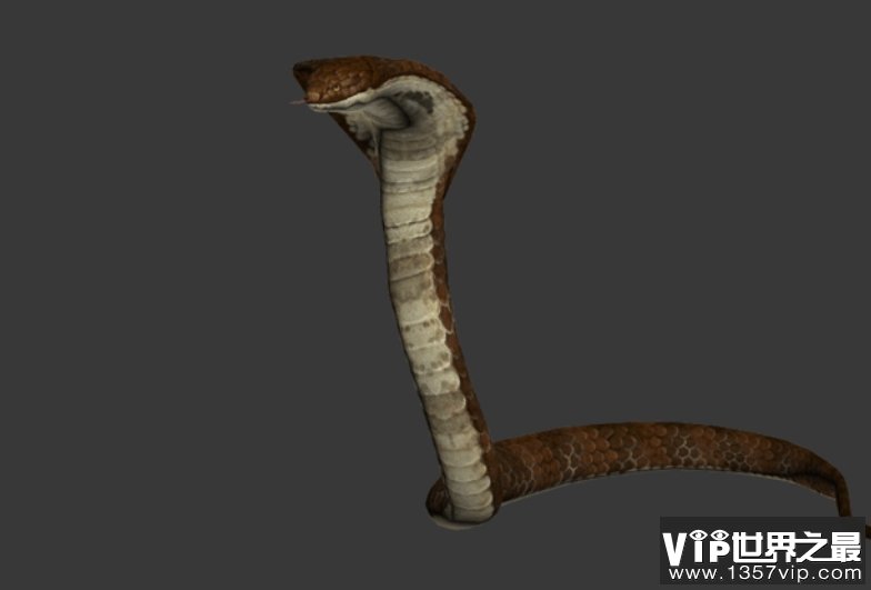 现存最大的毒蛇眼镜王蛇和蟒蛇谁更厉害