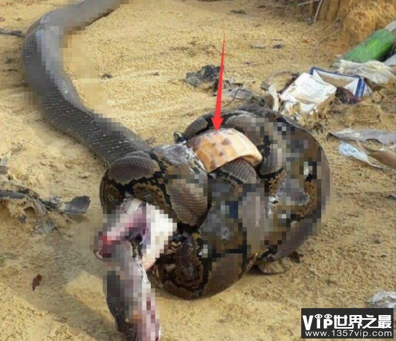 现存最大的毒蛇眼镜王蛇和蟒蛇谁更厉害