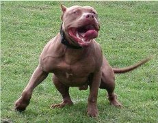 世界上最凶猛的六大狗狗品种：比特犬上榜