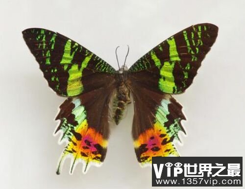 世界上最毒的蛾子，多尾凤蛾颜色越漂亮越毒