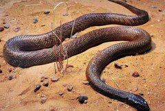 世界上毒性最强的蛇，细鳞太攀蛇毒性比响尾蛇强
