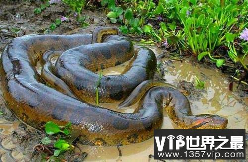 世界上最大的蛇，亚马逊森蚺体长10米以上