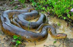 世界上最大的蛇，亚马逊森蚺体长10米以上