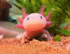 世界上最怪异的动物，钝口螈被誉为最萌水宠！