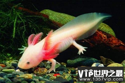 世界上最怪异的动物，钝口螈被誉为最萌水宠！