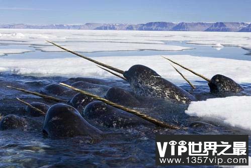 世界上奇特的十大物种，一角鲸的角堪比黄金