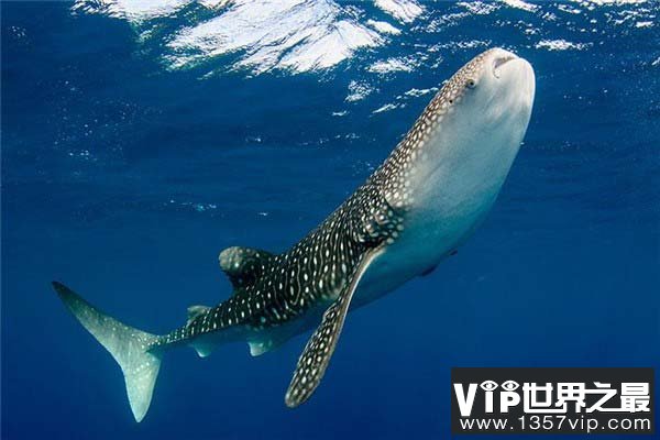 自然界最大的细胞，鲸鲨的卵细胞达三十厘米