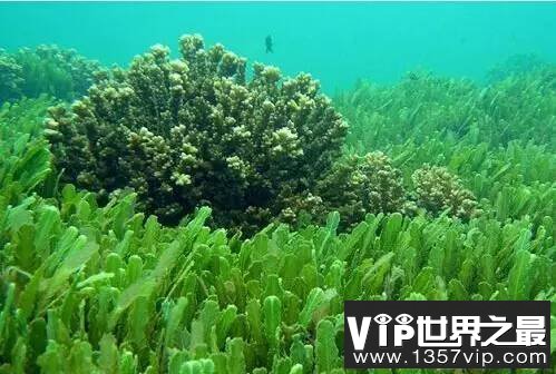 藻类究竟算植物吗